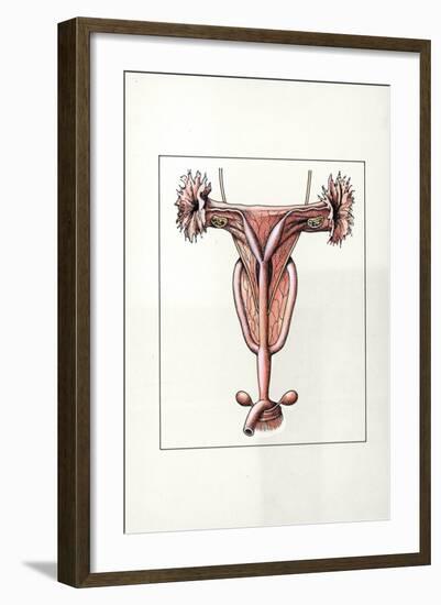 Illustration Representing Female Reproductive System of Kangaroo Macropus-null-Framed Giclee Print