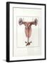 Illustration Representing Female Reproductive System of Kangaroo Macropus-null-Framed Giclee Print