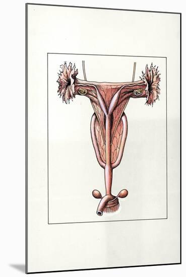 Illustration Representing Female Reproductive System of Kangaroo Macropus-null-Mounted Giclee Print