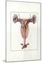 Illustration Representing Female Reproductive System of Kangaroo Macropus-null-Mounted Giclee Print