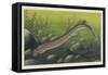 Illustration Representing Lamprey, Agnatha-null-Framed Stretched Canvas