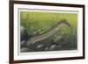 Illustration Representing Lamprey, Agnatha-null-Framed Giclee Print