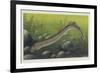 Illustration Representing Lamprey, Agnatha-null-Framed Giclee Print