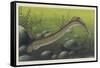 Illustration Representing Lamprey, Agnatha-null-Framed Stretched Canvas