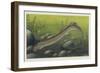 Illustration Representing Lamprey, Agnatha-null-Framed Giclee Print