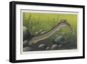 Illustration Representing Lamprey, Agnatha-null-Framed Giclee Print