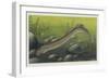 Illustration Representing Lamprey, Agnatha-null-Framed Giclee Print