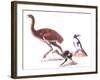 Illustration Representing Moa (Dinornithidae)-null-Framed Giclee Print