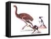 Illustration Representing Moa (Dinornithidae)-null-Framed Stretched Canvas