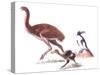 Illustration Representing Moa (Dinornithidae)-null-Stretched Canvas