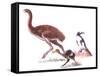 Illustration Representing Moa (Dinornithidae)-null-Framed Stretched Canvas