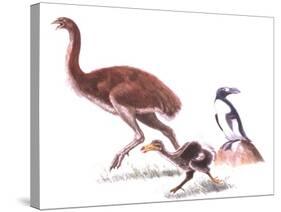 Illustration Representing Moa (Dinornithidae)-null-Stretched Canvas