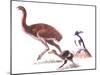 Illustration Representing Moa (Dinornithidae)-null-Mounted Giclee Print