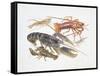 Illustration Representing Variety of Decapods-null-Framed Stretched Canvas