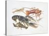 Illustration Representing Variety of Decapods-null-Stretched Canvas