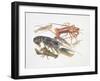 Illustration Representing Variety of Decapods-null-Framed Giclee Print