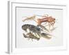 Illustration Representing Variety of Decapods-null-Framed Giclee Print