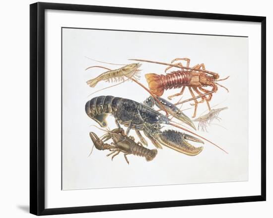 Illustration Representing Variety of Decapods-null-Framed Giclee Print