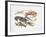 Illustration Representing Variety of Decapods-null-Framed Giclee Print