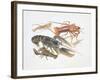 Illustration Representing Variety of Decapods-null-Framed Giclee Print