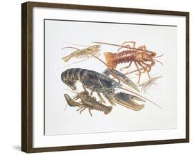 Illustration Representing Variety of Decapods-null-Framed Giclee Print