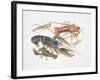 Illustration Representing Variety of Decapods-null-Framed Giclee Print