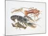 Illustration Representing Variety of Decapods-null-Mounted Giclee Print