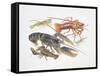 Illustration Representing Variety of Decapods-null-Framed Stretched Canvas