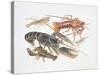 Illustration Representing Variety of Decapods-null-Stretched Canvas