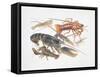 Illustration Representing Variety of Decapods-null-Framed Stretched Canvas