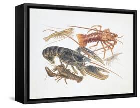 Illustration Representing Variety of Decapods-null-Framed Stretched Canvas