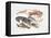Illustration Representing Variety of Decapods-null-Framed Stretched Canvas