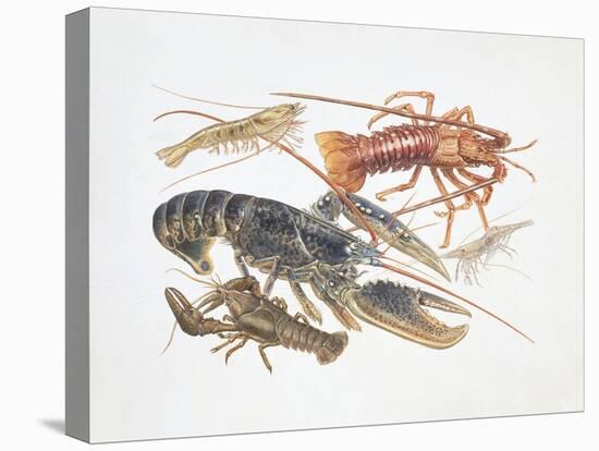 Illustration Representing Variety of Decapods-null-Stretched Canvas