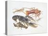 Illustration Representing Variety of Decapods-null-Stretched Canvas