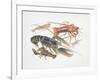 Illustration Representing Variety of Decapods-null-Framed Giclee Print