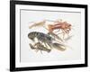 Illustration Representing Variety of Decapods-null-Framed Giclee Print