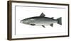 Illustration, Sea-Trout, Salmo Trutta Forma Lacustris, Not Freely for Book-Industry, Series-Carl-Werner Schmidt-Luchs-Framed Photographic Print