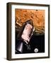 Illustration Showing Apollo 8 in Orbit-null-Framed Giclee Print