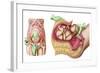 Illustration Showing Caesarean Delivery of Fetus-null-Framed Art Print