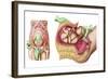 Illustration Showing Caesarean Delivery of Fetus-null-Framed Art Print