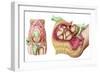 Illustration Showing Caesarean Delivery of Fetus-null-Framed Premium Giclee Print