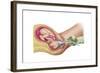 Illustration Showing Delivery of Fetus Using Vacuum Extraction-null-Framed Art Print