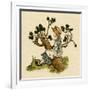 Illustration, the Queen of the Pirate Isle-Kate Greenaway-Framed Art Print