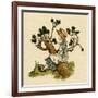 Illustration, the Queen of the Pirate Isle-Kate Greenaway-Framed Art Print