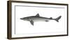 Illustration, Thorn-Shark, Squalus Acanthias, Not Freely for Book-Industry, Series-Carl-Werner Schmidt-Luchs-Framed Photographic Print