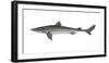 Illustration, Thorn-Shark, Squalus Acanthias, Not Freely for Book-Industry, Series-Carl-Werner Schmidt-Luchs-Framed Photographic Print