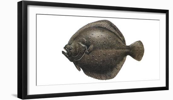 Illustration, Turbot, Psetta Maxima, Not Freely for Book-Industry, Series-Carl-Werner Schmidt-Luchs-Framed Photographic Print