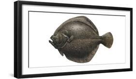 Illustration, Turbot, Psetta Maxima, Not Freely for Book-Industry, Series-Carl-Werner Schmidt-Luchs-Framed Photographic Print