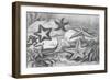Illustrations of Star Fish-null-Framed Giclee Print
