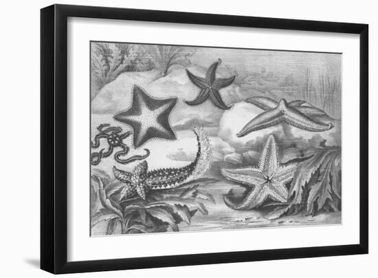 Illustrations of Star Fish-null-Framed Giclee Print